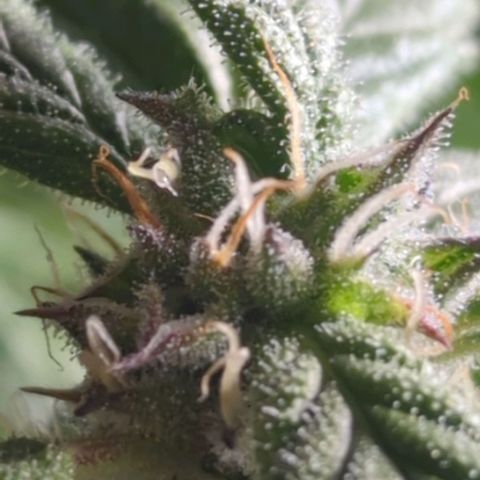 Apple Fritter Auto growlog timeline photo
