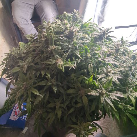 Apple Fritter Auto growlog timeline photo
