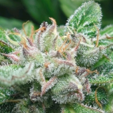 Apple Fritter Auto growlog timeline photo
