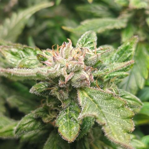 Apple Fritter Auto growlog timeline photo