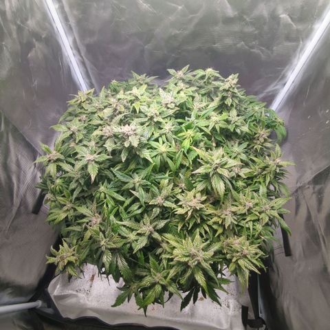 Apple Fritter Auto growlog timeline photo