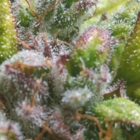Apple Fritter Auto growlog timeline photo
