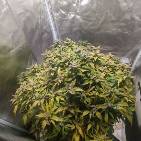 Apple Fritter Auto growlog timeline photo