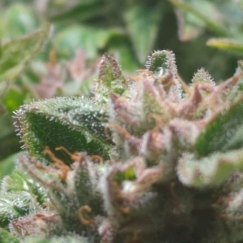 Apple Fritter Auto growlog timeline photo