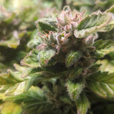 Apple Fritter Auto growlog timeline photo