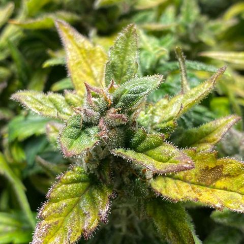 Apple Fritter Auto growlog timeline photo