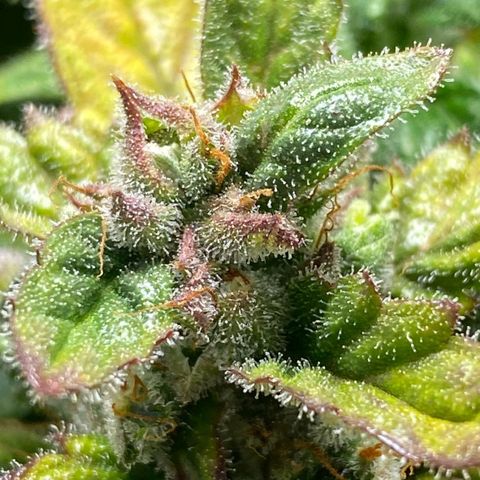 Apple Fritter Auto growlog timeline photo
