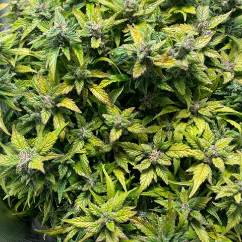 Apple Fritter Auto growlog timeline photo