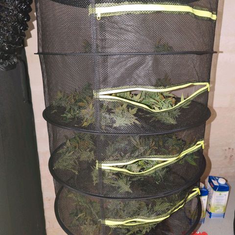Apple Fritter Auto growlog timeline photo