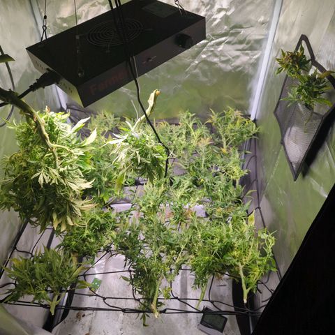 Apple Fritter Auto growlog timeline photo