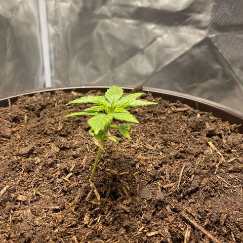 Wedding Cake growlog timeline photo