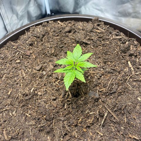 Wedding Cake growlog timeline photo