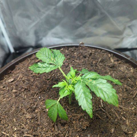 Wedding Cake growlog timeline photo
