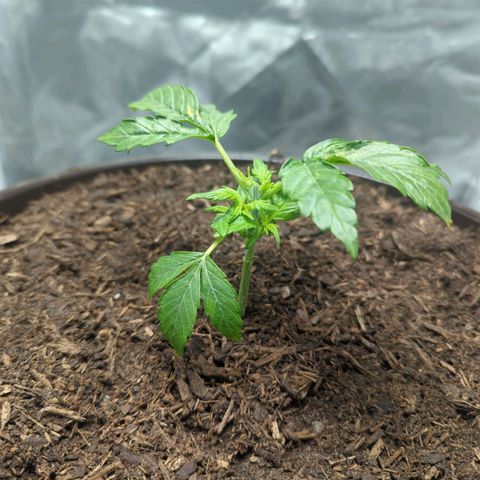 Wedding Cake growlog timeline photo