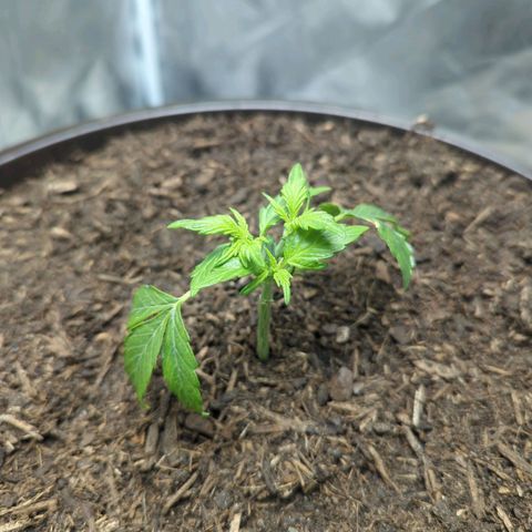 Wedding Cake growlog timeline photo