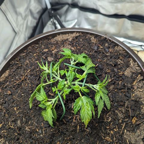 Wedding Cake growlog timeline photo