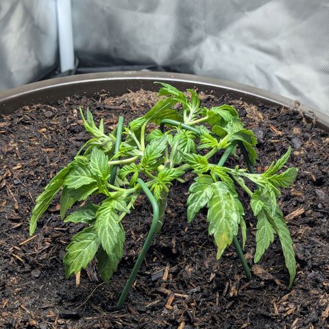 Wedding Cake growlog timeline photo