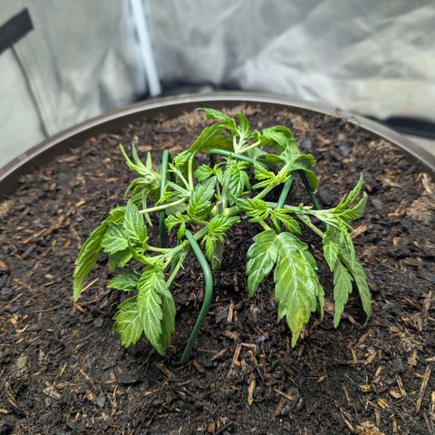 Wedding Cake growlog timeline photo