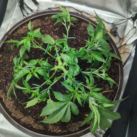 Wedding Cake growlog timeline photo
