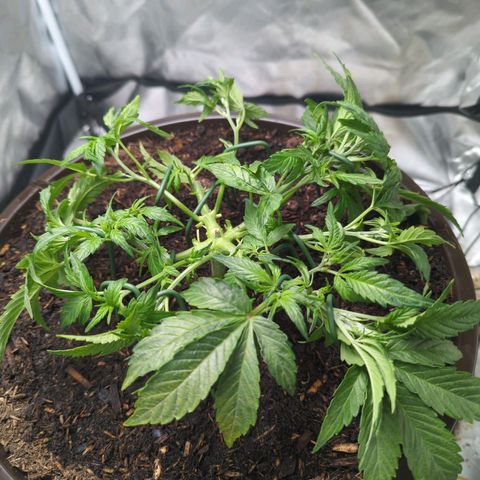 Wedding Cake growlog timeline photo