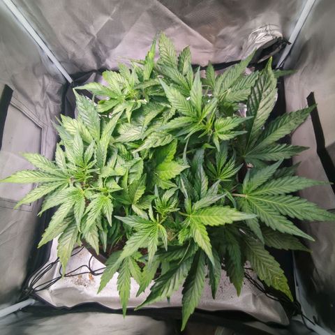 Wedding Cake growlog timeline photo