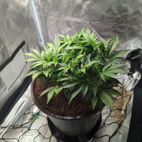 Wedding Cake growlog timeline photo