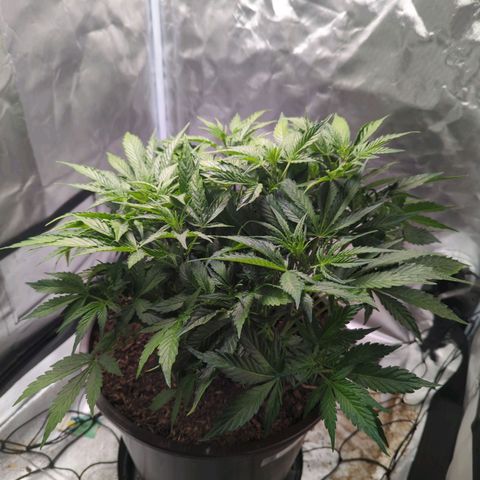 Wedding Cake growlog timeline photo