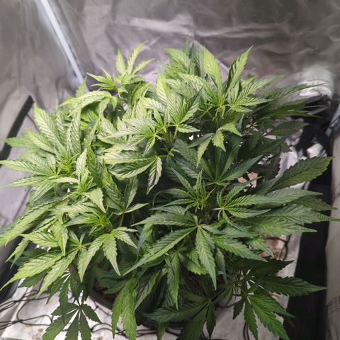 Wedding Cake growlog timeline photo