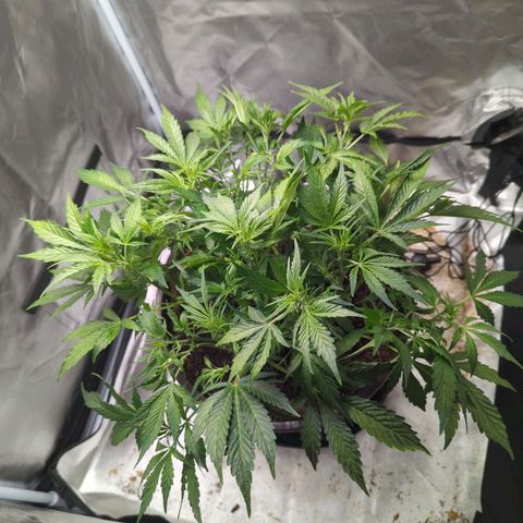 Wedding Cake growlog timeline photo
