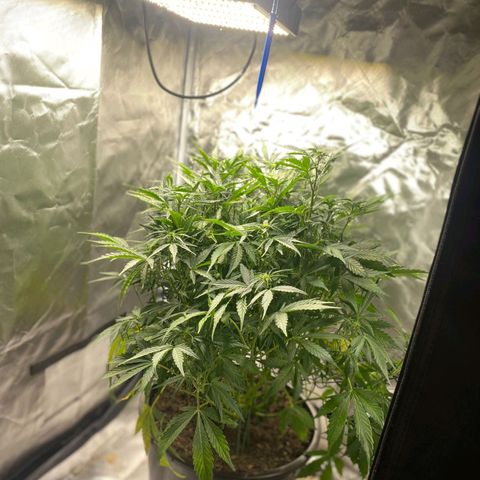 Wedding Cake growlog timeline photo
