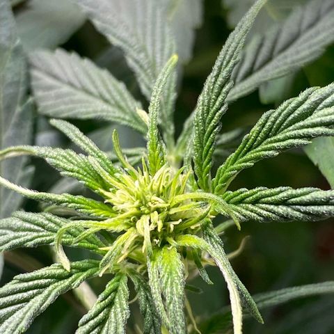 Wedding Cake growlog timeline photo