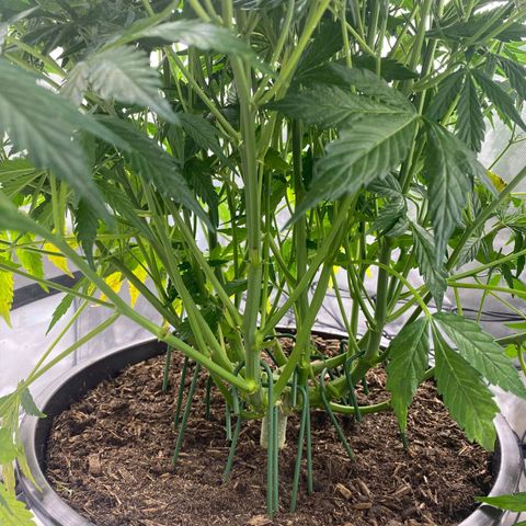 Wedding Cake growlog timeline photo