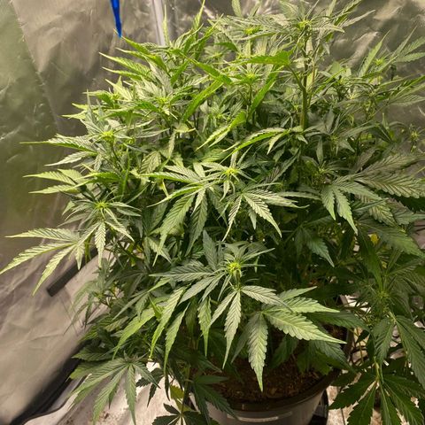 Wedding Cake growlog timeline photo