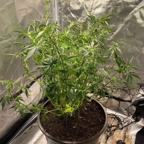 Wedding Cake growlog timeline photo