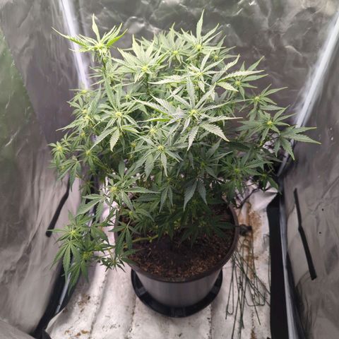 Wedding Cake growlog timeline photo