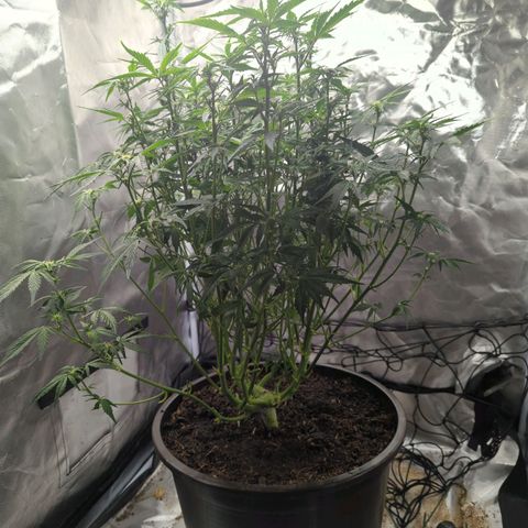 Wedding Cake growlog timeline photo