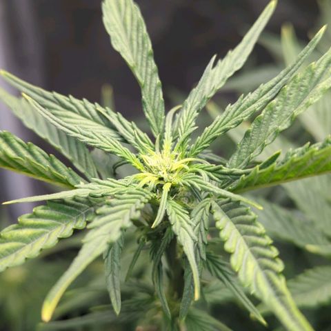 Wedding Cake growlog timeline photo