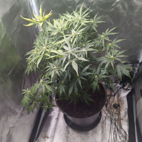 Wedding Cake growlog timeline photo