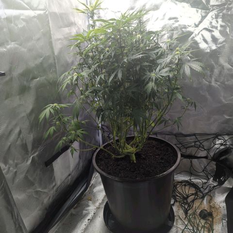 Wedding Cake growlog timeline photo