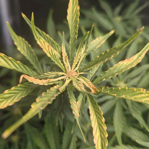 Wedding Cake growlog timeline photo