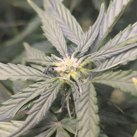 Wedding Cake growlog timeline photo