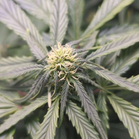Wedding Cake growlog timeline photo