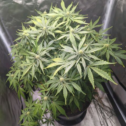 Wedding Cake growlog timeline photo