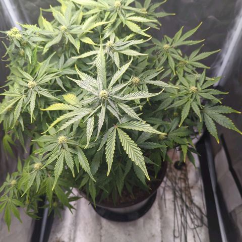 Wedding Cake growlog timeline photo