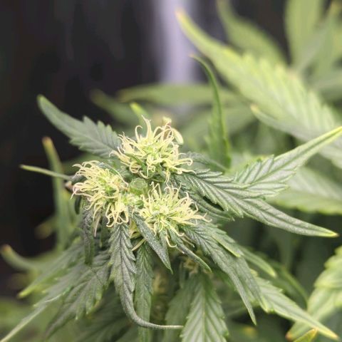 Wedding Cake growlog timeline photo