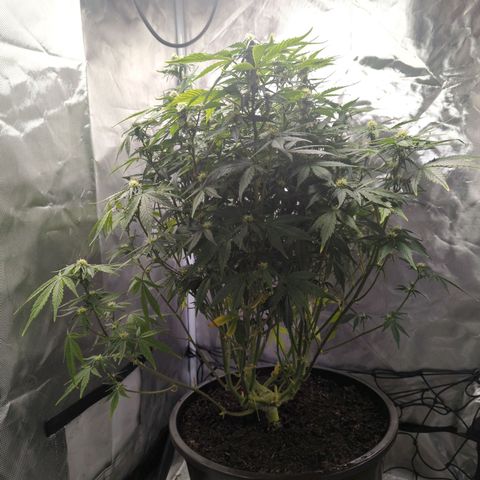 Wedding Cake growlog timeline photo