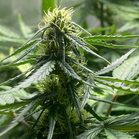 Wedding Cake growlog timeline photo