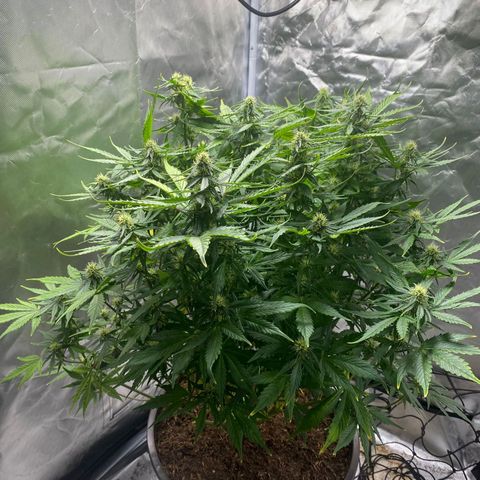 Wedding Cake growlog timeline photo