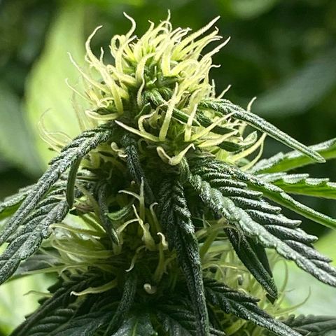 Wedding Cake growlog timeline photo