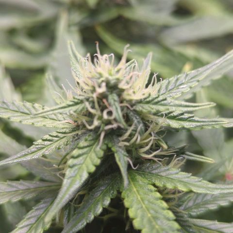 Wedding Cake growlog timeline photo